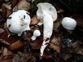 Hygrophorus cossus